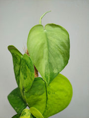 Scindapsus Jade Satin Aurea