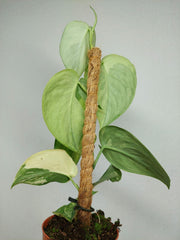 Scindapsus Jade Satin Aurea