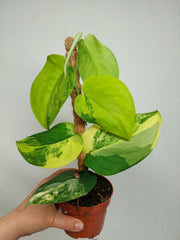Scindapsus Jade Satin Aurea