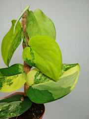 Scindapsus Jade Satin Aurea
