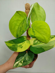 Scindapsus Jade Satin Aurea