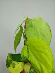 Scindapsus Jade Satin Aurea