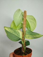 Scindapsus Jade Satin Aurea