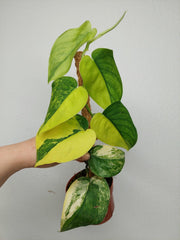 Scindapsus Jade Satin Aurea