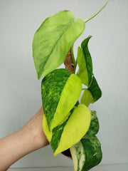Scindapsus Jade Satin Aurea