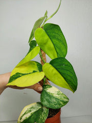 Scindapsus Jade Satin Aurea
