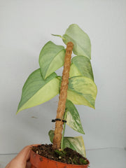 Scindapsus Jade Satin Aurea