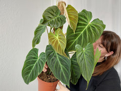 Philodendron Splendid buschig
