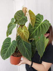 Philodendron Splendid buschig