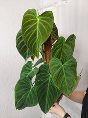 Philodendron Splendid buschig