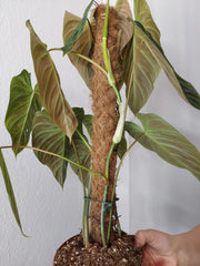 Philodendron Splendid buschig