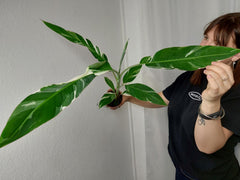 Musa Variegata
