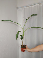 Musa Variegata
