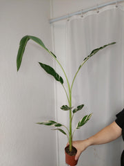 Musa Variegata