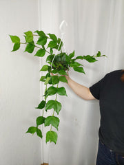 Hoya Polyneura Hängetopf