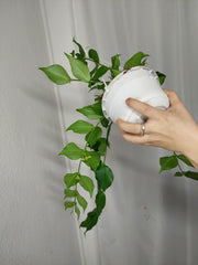 Hoya Polyneura Hängetopf
