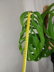 Monstera Esqueleto