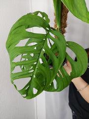 Monstera Esqueleto