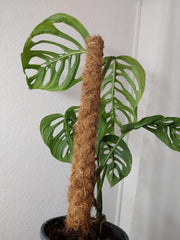 Monstera Esqueleto