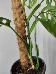 Monstera Esqueleto