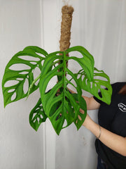 Monstera Esqueleto
