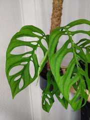 Monstera Esqueleto