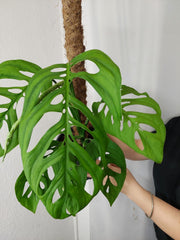 Monstera Esqueleto