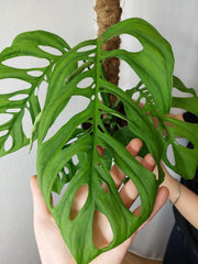 Monstera Esqueleto