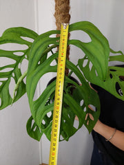 Monstera Esqueleto