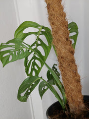 Monstera Esqueleto