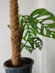 Monstera Esqueleto