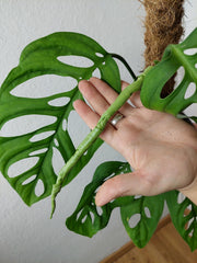 Monstera Esqueleto