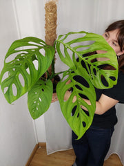 Monstera Esqueleto