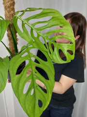 Monstera Esqueleto