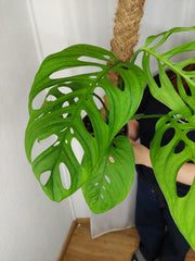 Monstera Esqueleto
