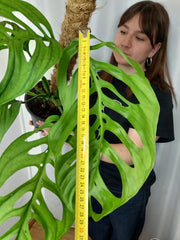 Monstera Esqueleto