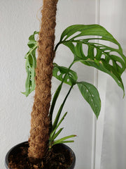 Monstera Esqueleto