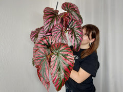Begonia Breverimosa XXL