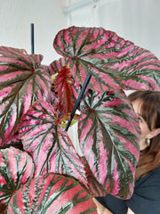 Begonia Breverimosa XXL
