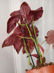 Begonia Breverimosa XXL