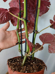 Begonia Breverimosa XXL