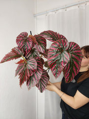 Begonia Breverimosa XXL