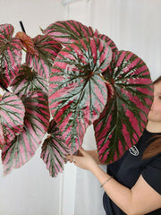 Begonia Breverimosa XXL