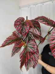 Begonia Breverimosa XXL