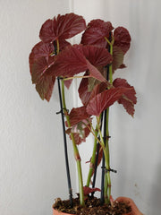 Begonia Breverimosa XXL