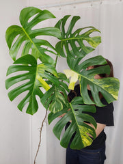 Monstera Aurea