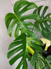 Monstera Aurea
