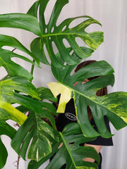 Monstera Aurea