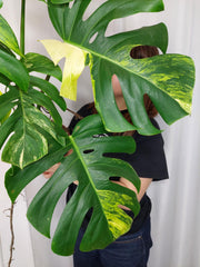 Monstera Aurea