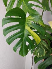 Monstera Aurea